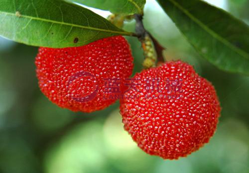 Arbutus before drying