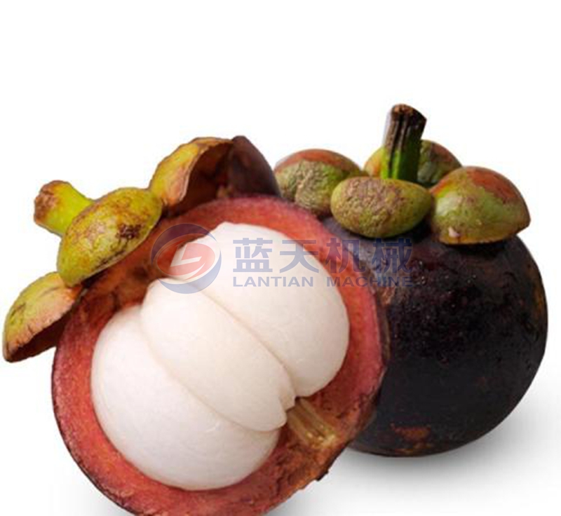 mangosteen dryer before drying 