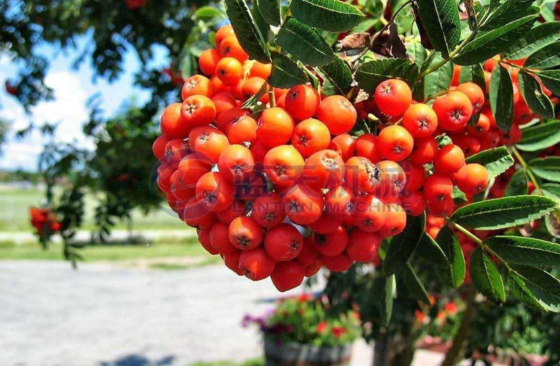 berry before drying