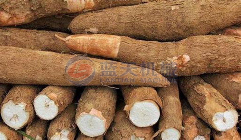 cassava before drying