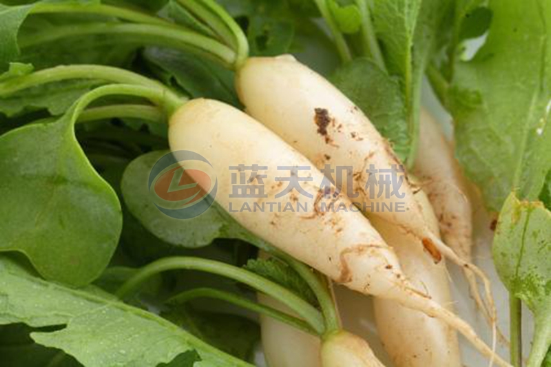 radish before drying