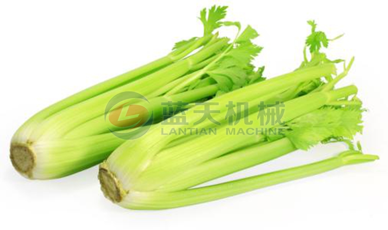 Celery before drying