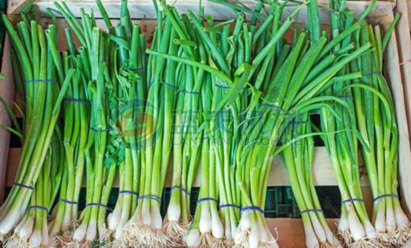 leek before drying