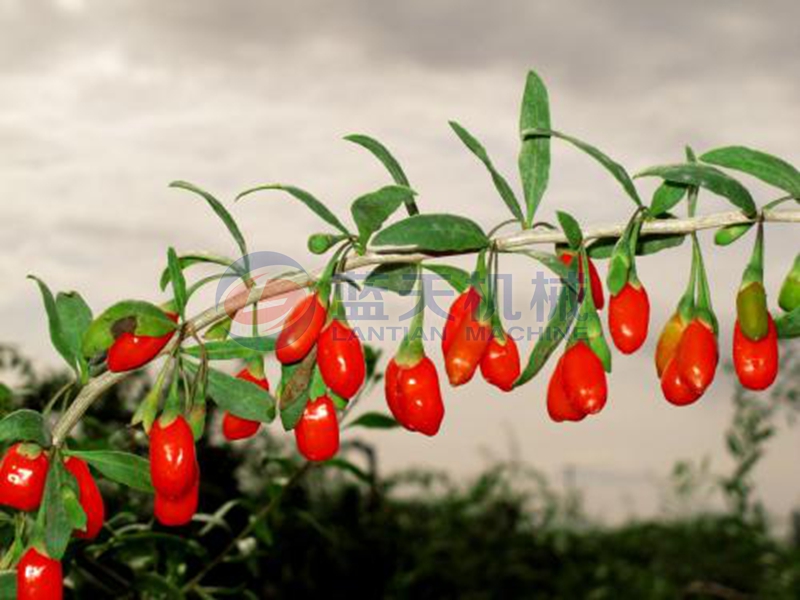 goji berry before drying 