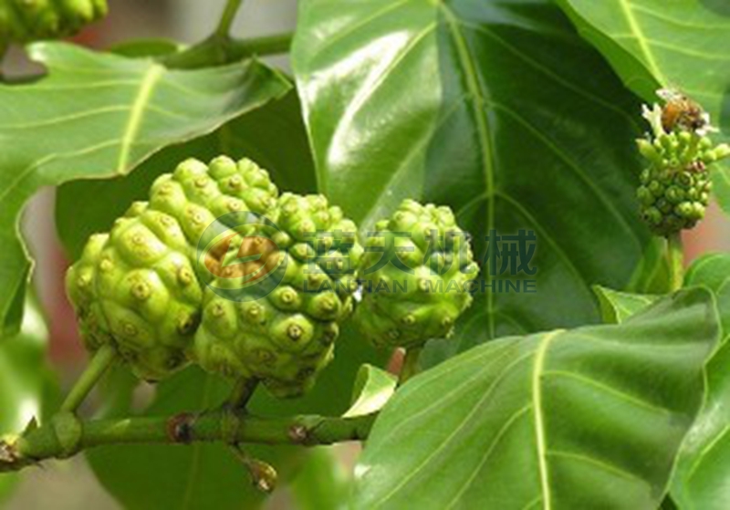 Morinda officinalis before drying