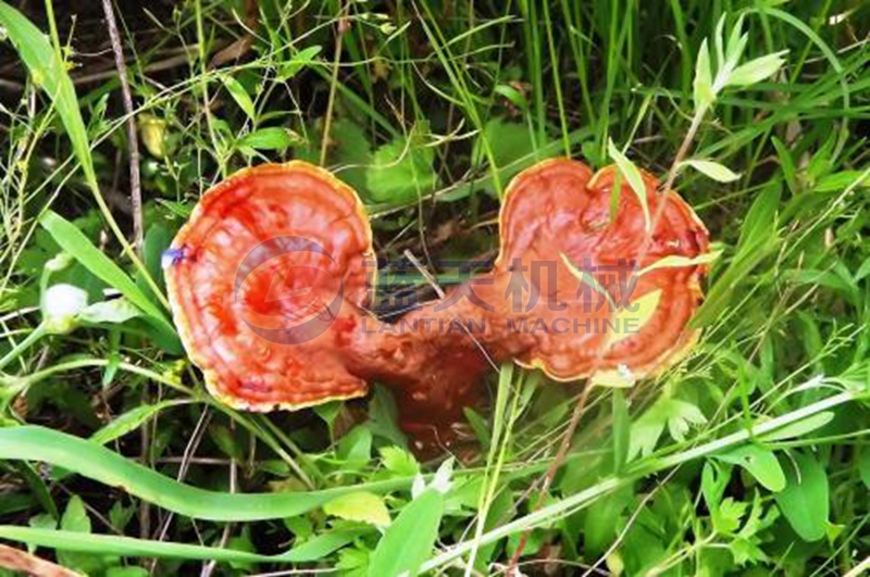 Ganoderma before drying