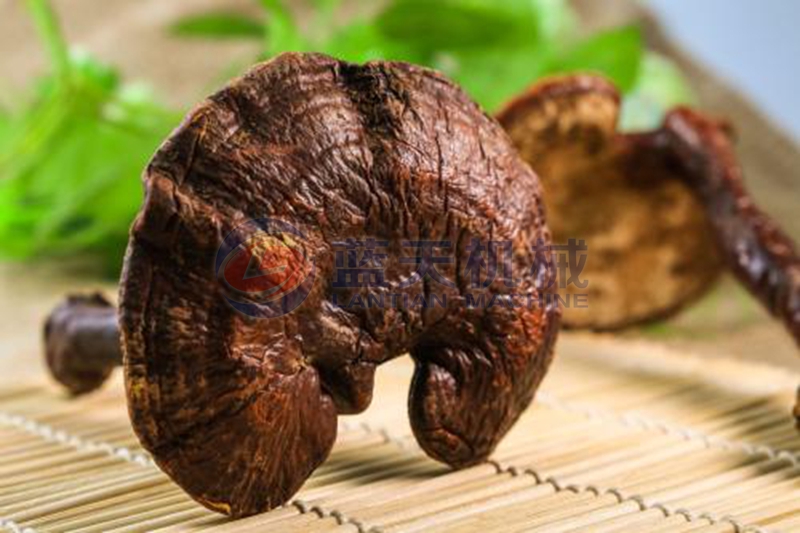 Ganoderma dryer drying effect