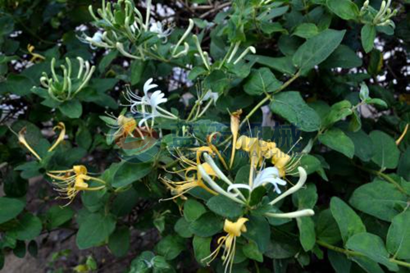 Honeysuckle before drying