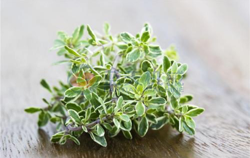 thyme before drying