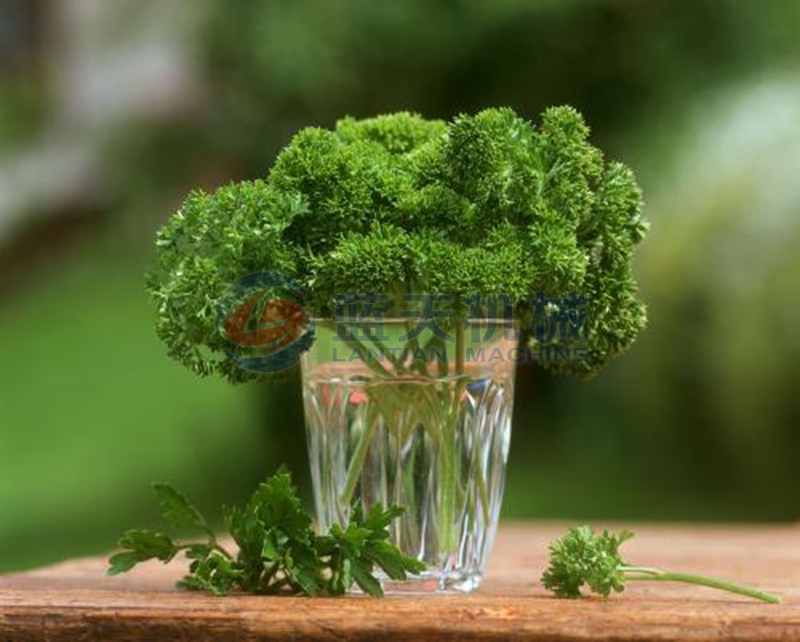 Parsley before drying