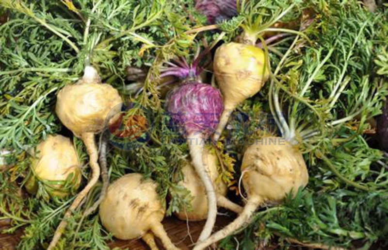 Maca before drying