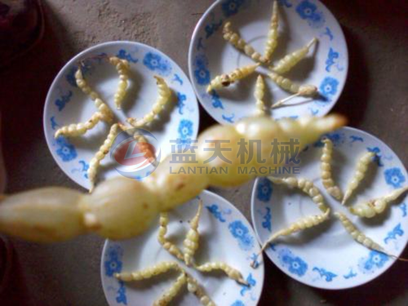 cordyceps before drying