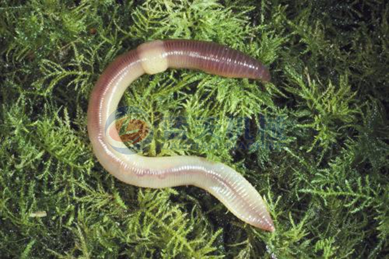 earthworm before drying