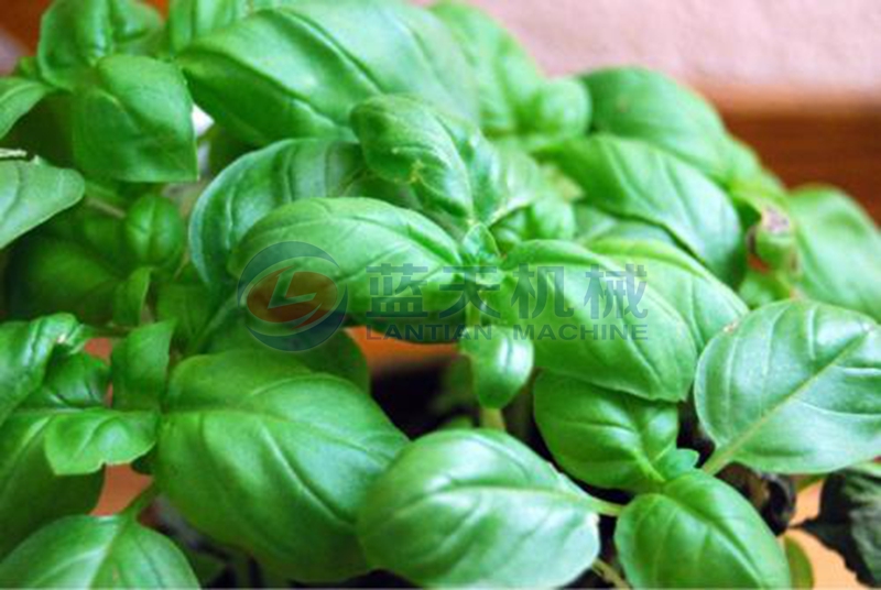 basil before drying