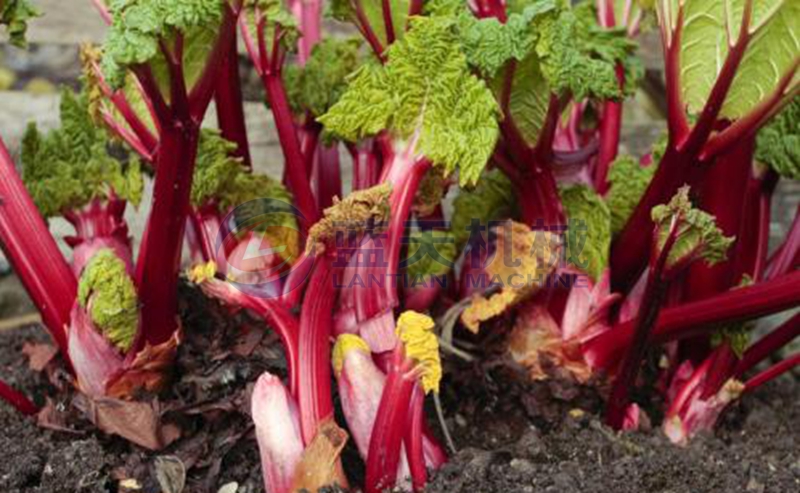 Rhubarb before drying