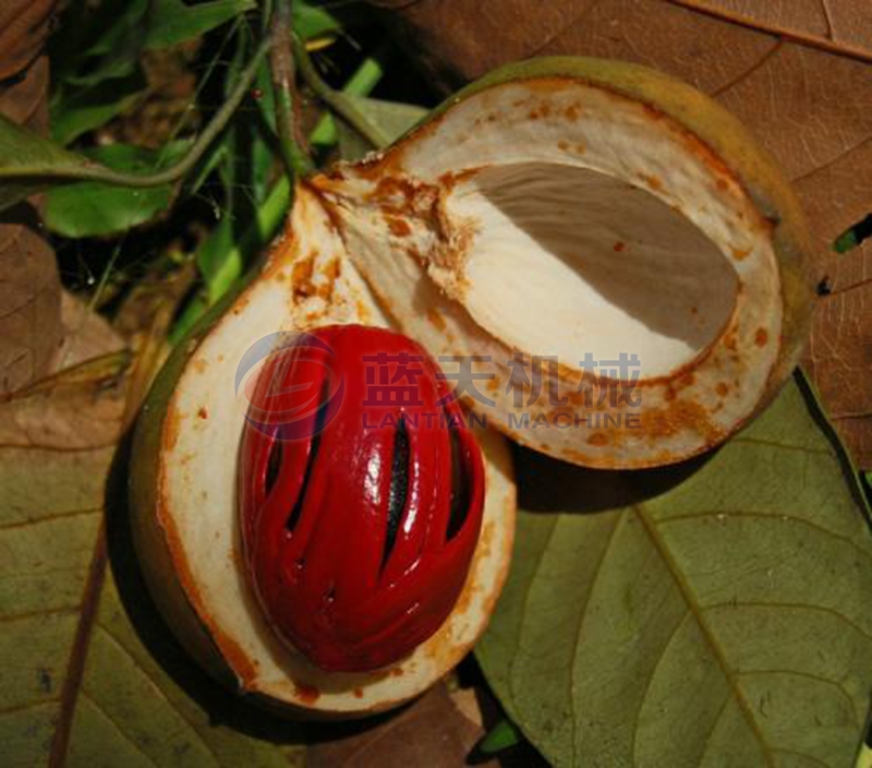 nutmeg before drying