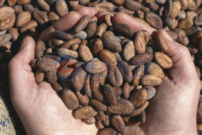cacao before drying