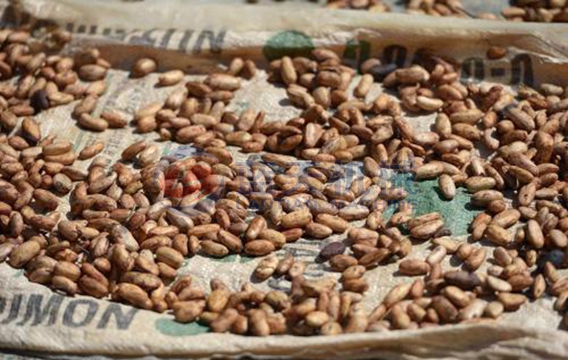 cacao dryer drying effect