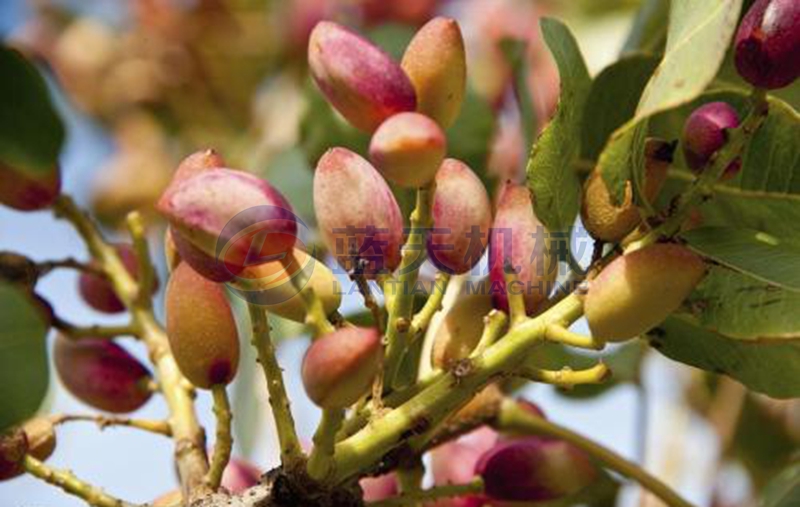 pistachio before drying