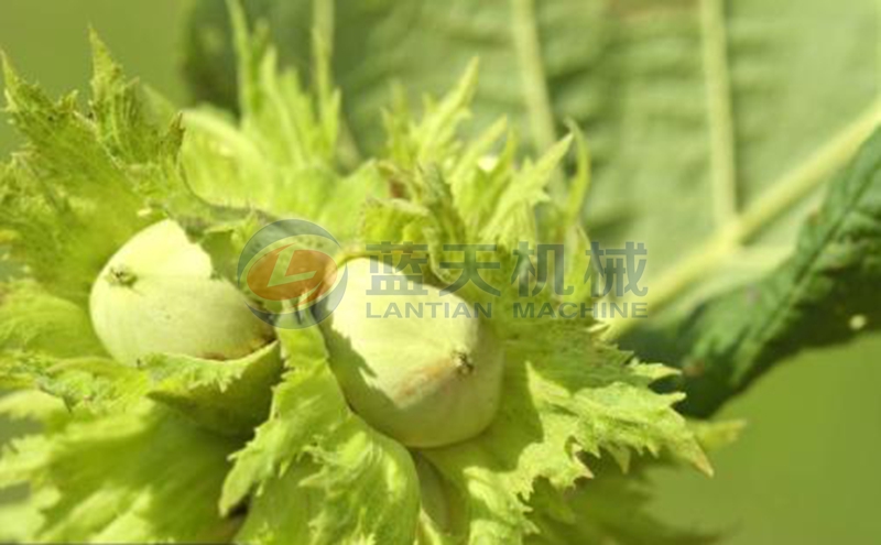 hazelnut before drying