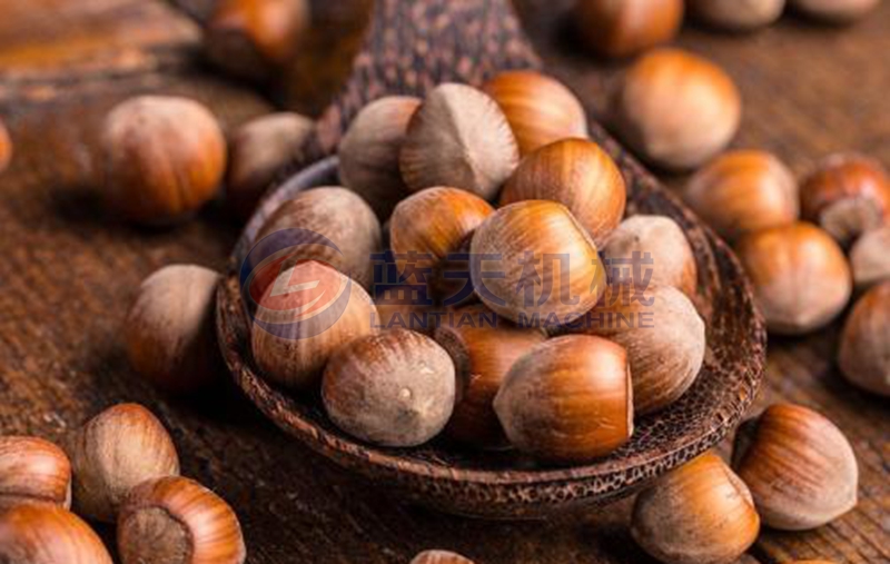 hazelnut dryer drying effect