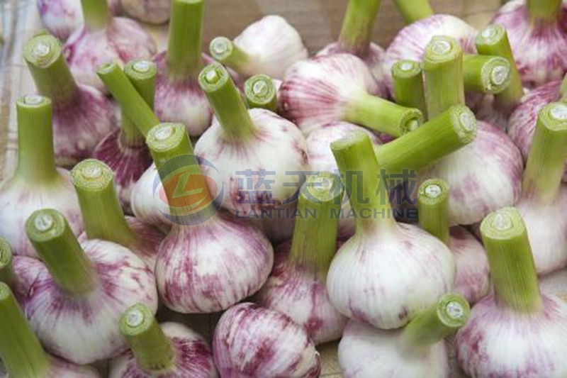 garlic before drying