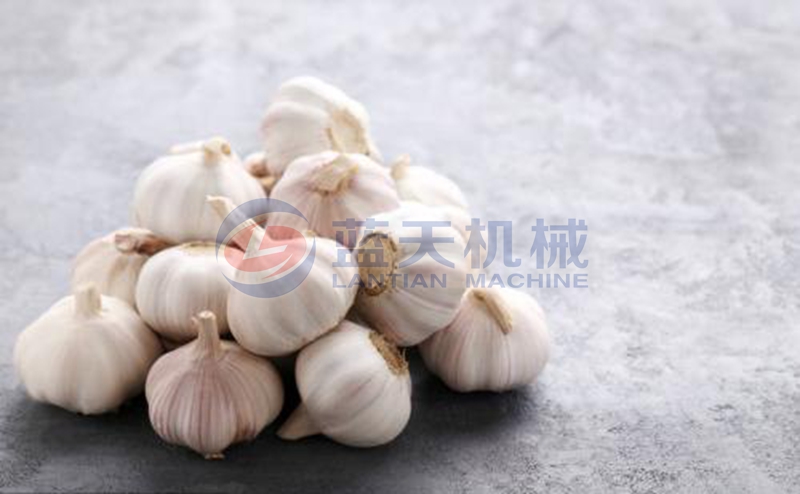 garlic dryer drying effect