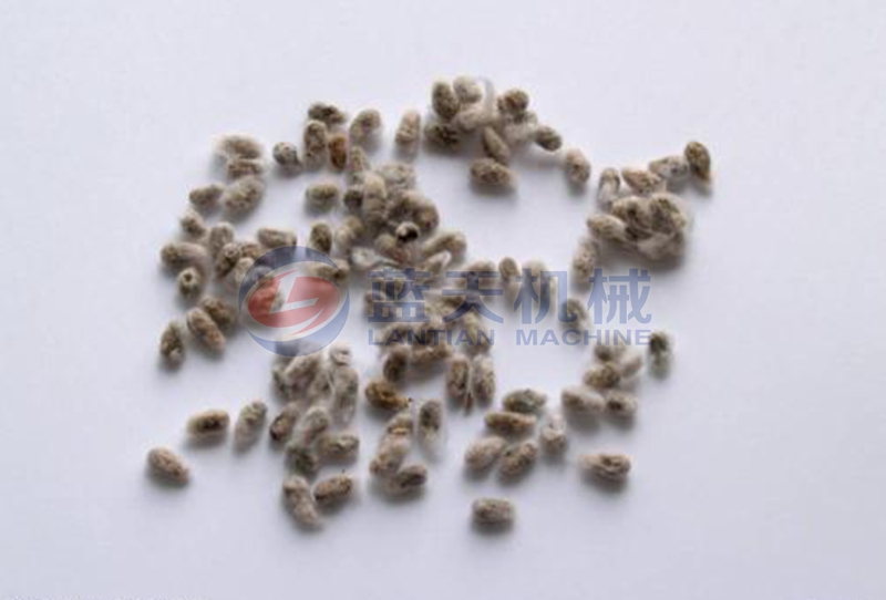 cotton seed dryer drying effect