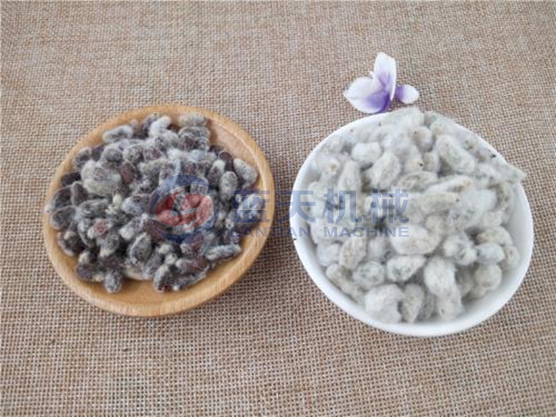 cotton seed dryer drying effect