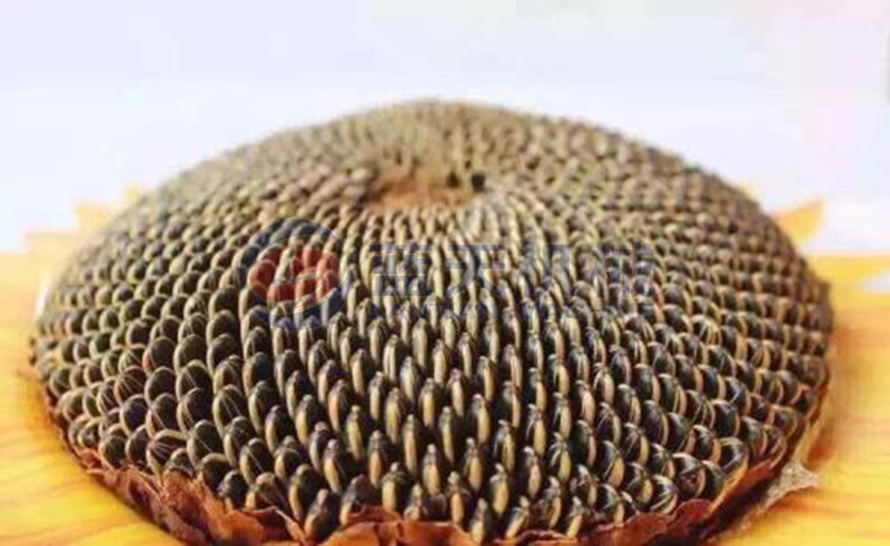 sunflower seeds before drying