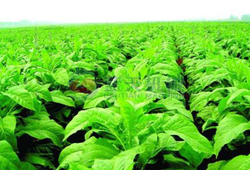 tobacco before drying