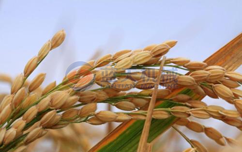 paddy before drying