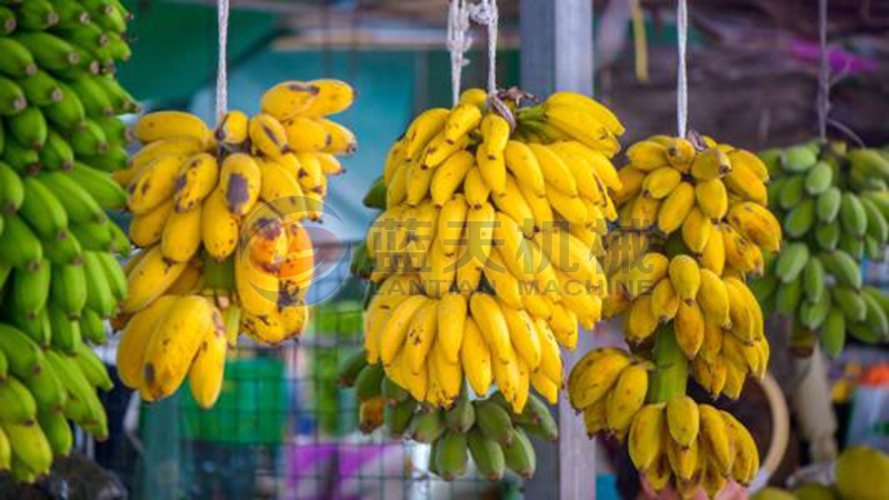 plantain dryer machine drying contrast