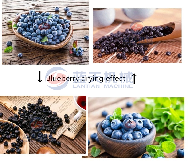 blueberry dryer machine drying contrast