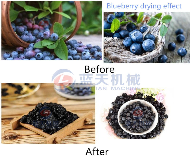 blueberry dryer machine drying contrast