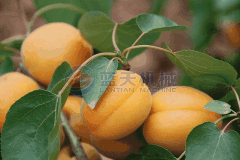 apricots dryer machine comparison of drying effect