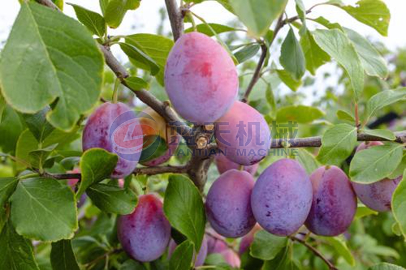 prune before drying