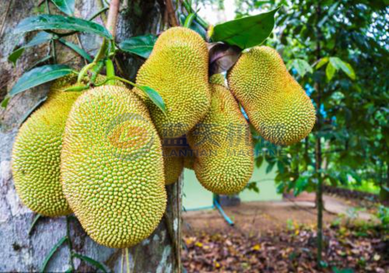 Jackfruit before drying 