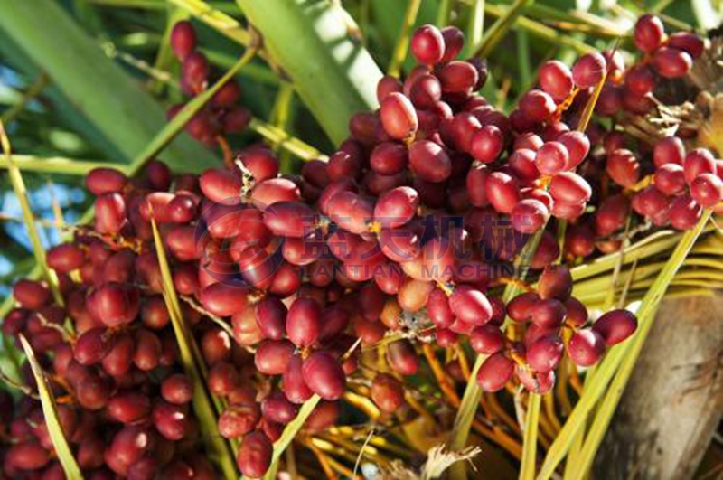 Date palm before drying