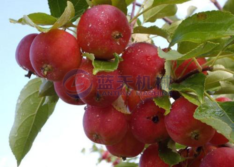 Sand fruit before drying