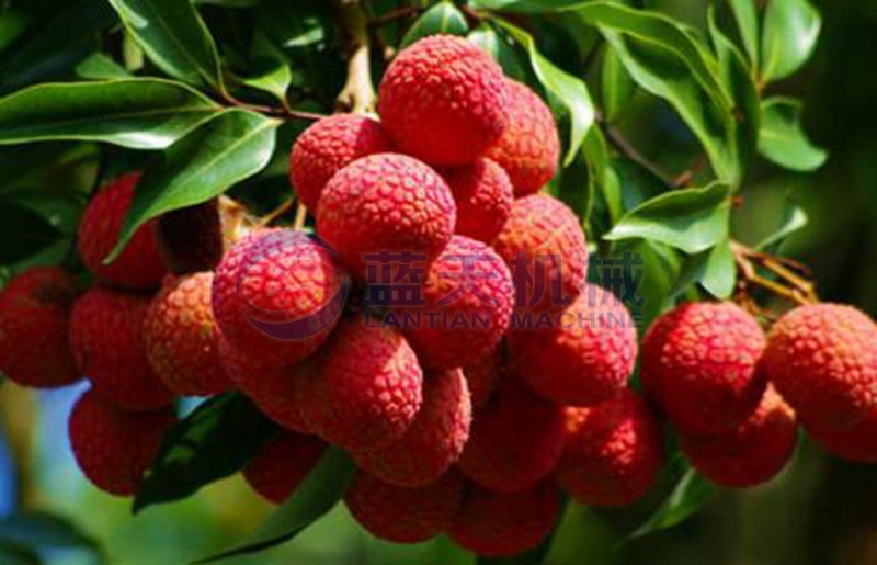 litchi before drying