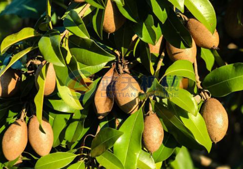 Sapodilla dbefore drying