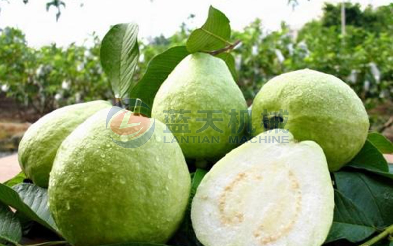  guava before drying