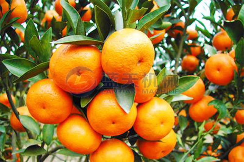 Citrus before drying