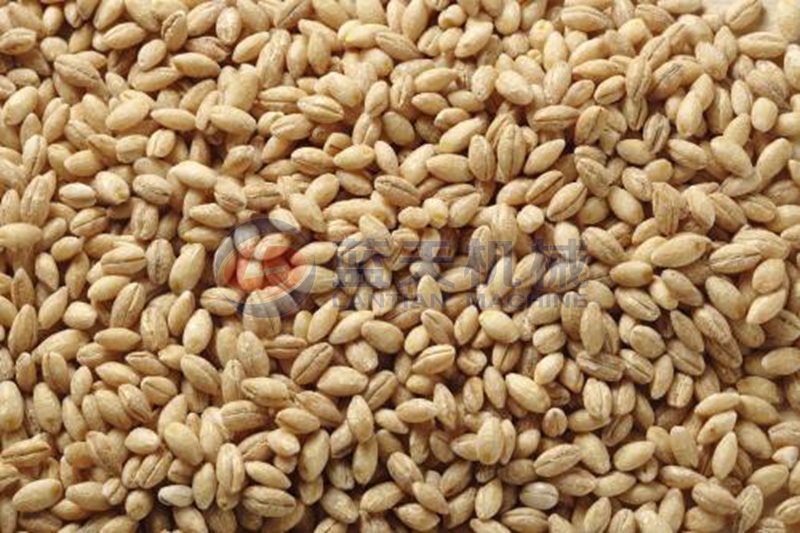 barley dryer drying effect