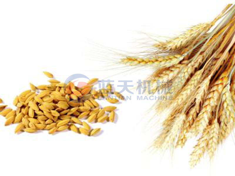 wheat dryer drying effect