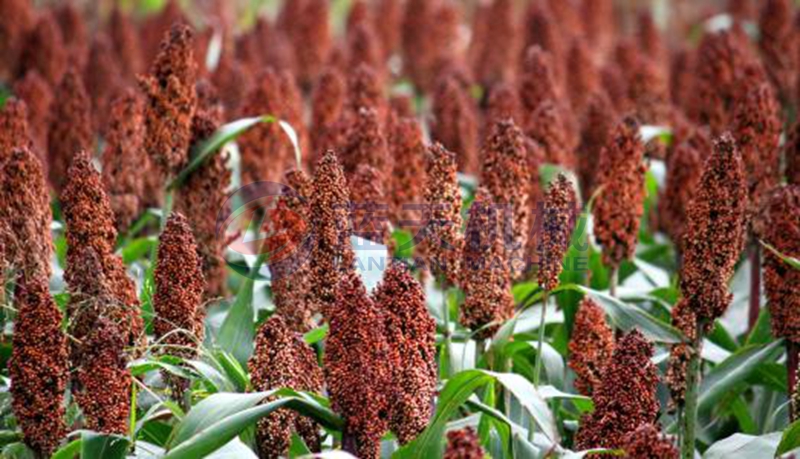 sorghum before drying