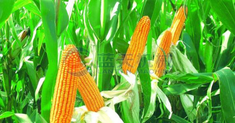 maize before drying