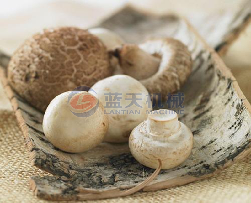 mushroom washing machine wash effect