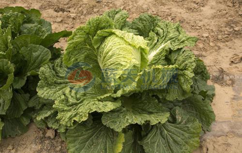 cabbage before wash